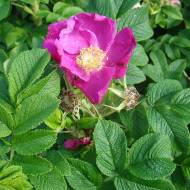 Троянда Ругоза Рубра (Rosa rugosa 'Rubra')